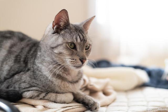 吗？是甜蜜陷阱还是营养补给？麻将胡了x猫咪可以吃八宝粥