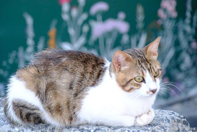 吗？是甜蜜陷阱还是营养补给？麻将胡了x猫咪可以吃八宝粥(图3)