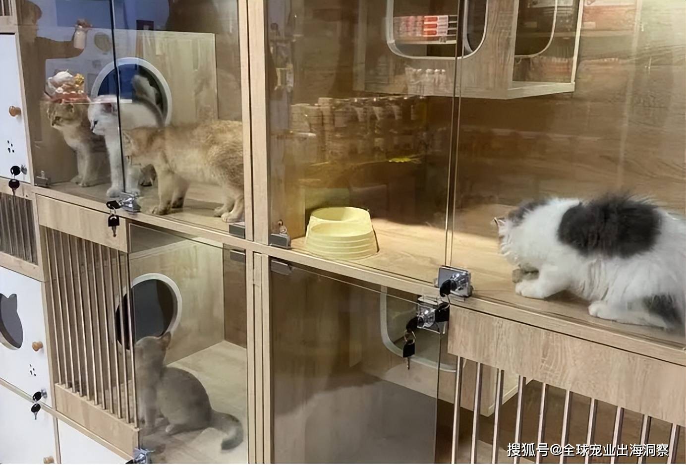 园将开建江苏一市迎3亿宠物产业基金麻将胡了试玩平台又一座超级宠物产业(图8)