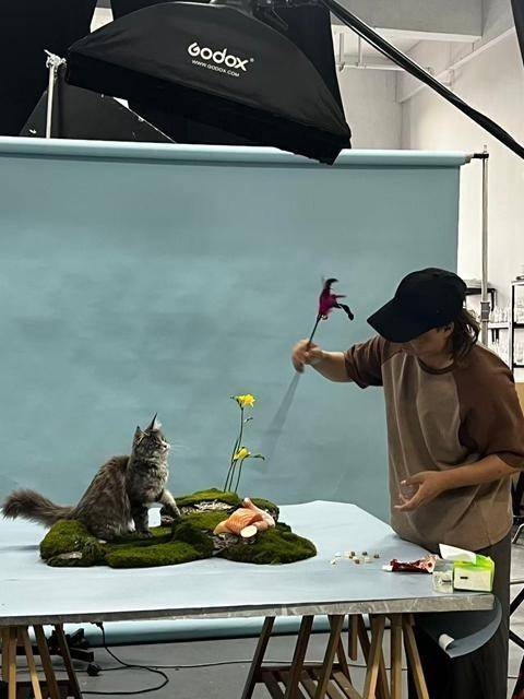 动物“逐梦演艺圈”PG麻将胡了他们带(图3)